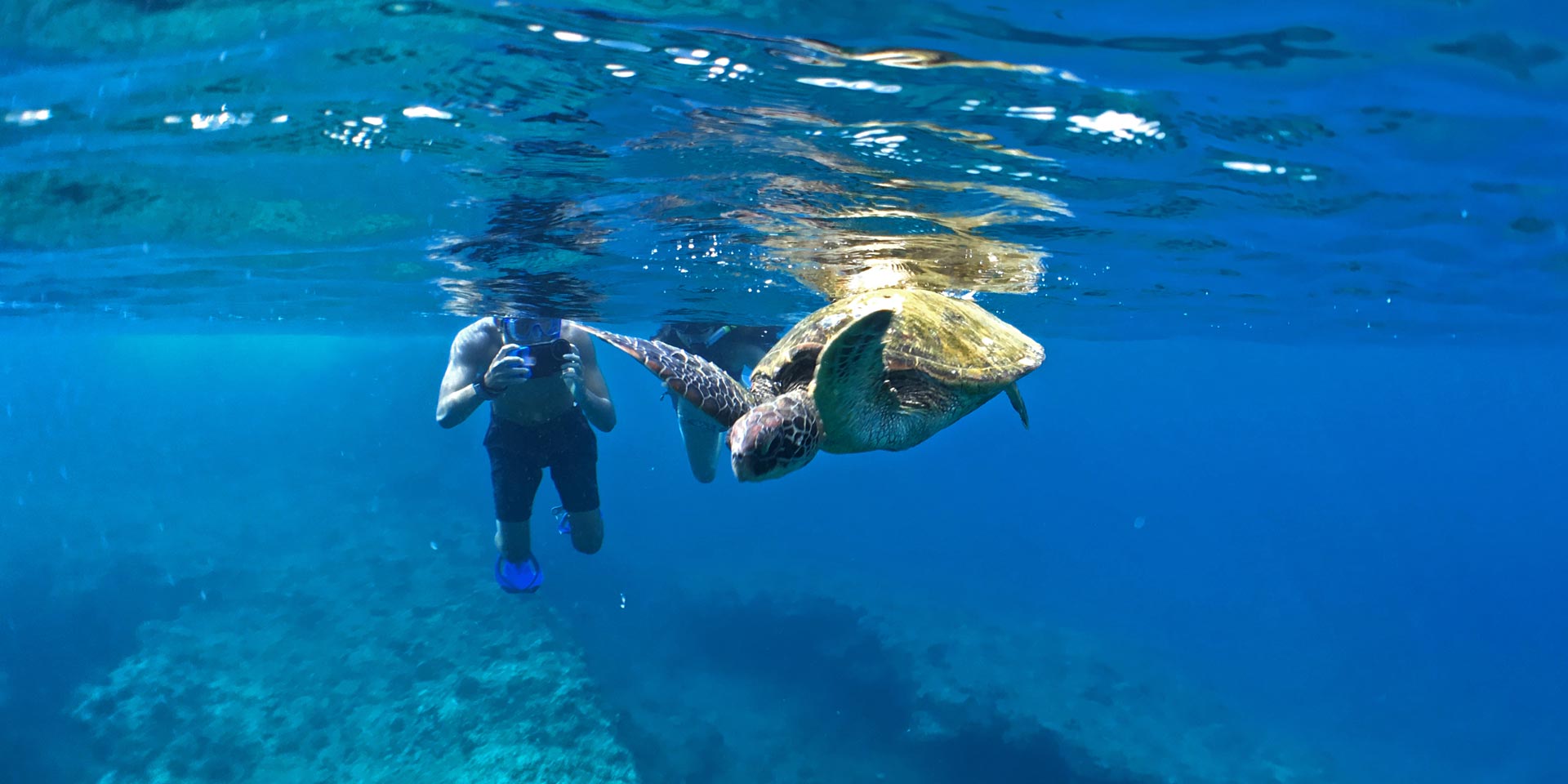North Shore Oahu snorkeling tour with sea turtles