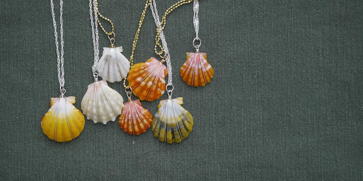 Hawaiian sunrise shells for sale
