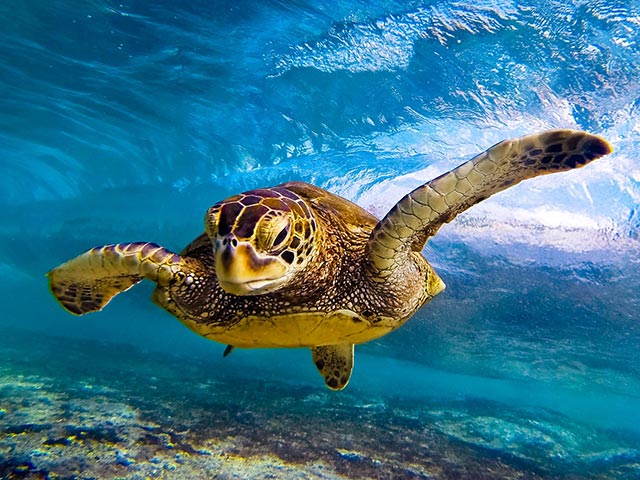 hawaiian sea turtle anthony tortoriello