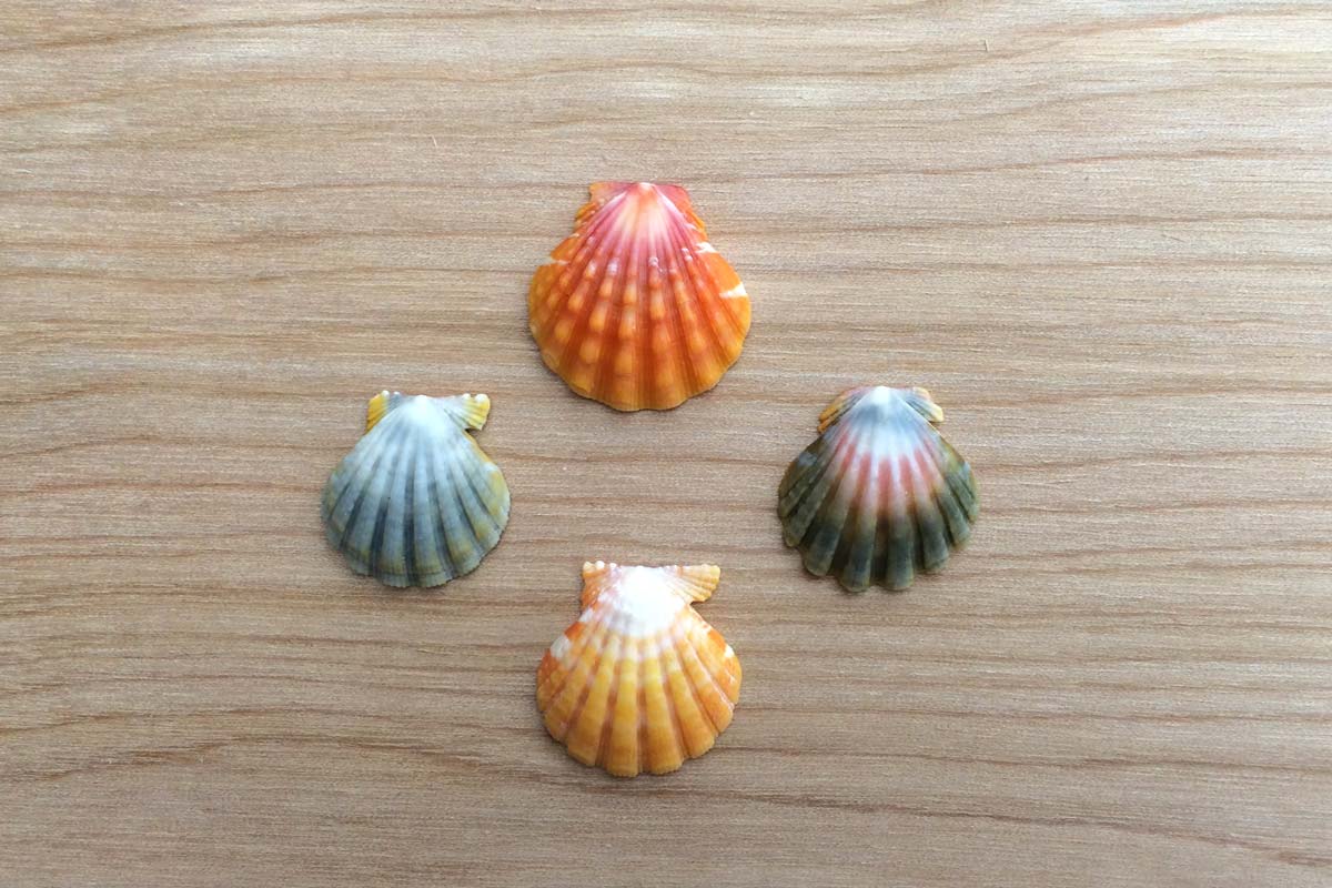 Four sunrise shells of varying colors (red, yellow, green, and blue). Photograph by Shawn Young.