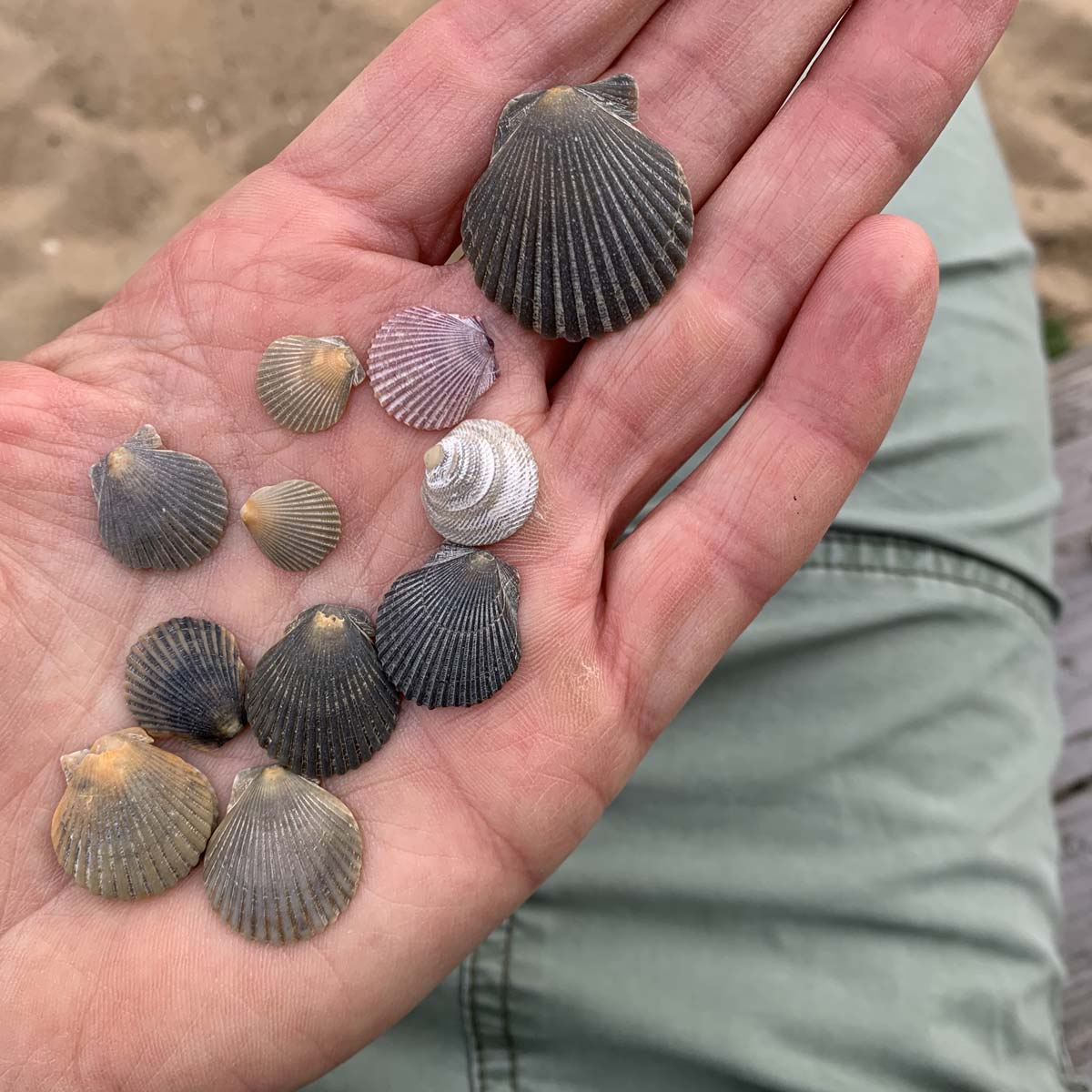 seashells found croatan virginia beach